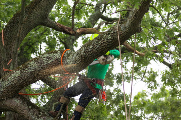 Leaf Removal in Eldorado, IL